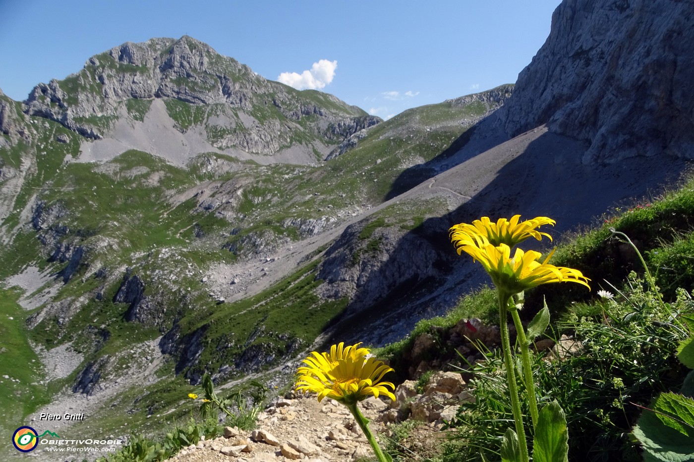 26 Doronicum grandiflorum (Doronico dai fiori grandi) nei macereti del Mandrone con vista in Corna Piana.JPG -                                